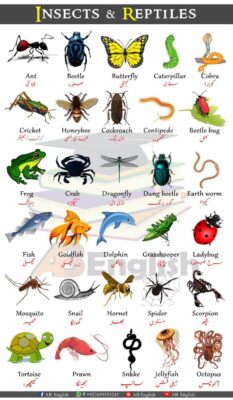 الفرق بين الحشرات و الزواحف